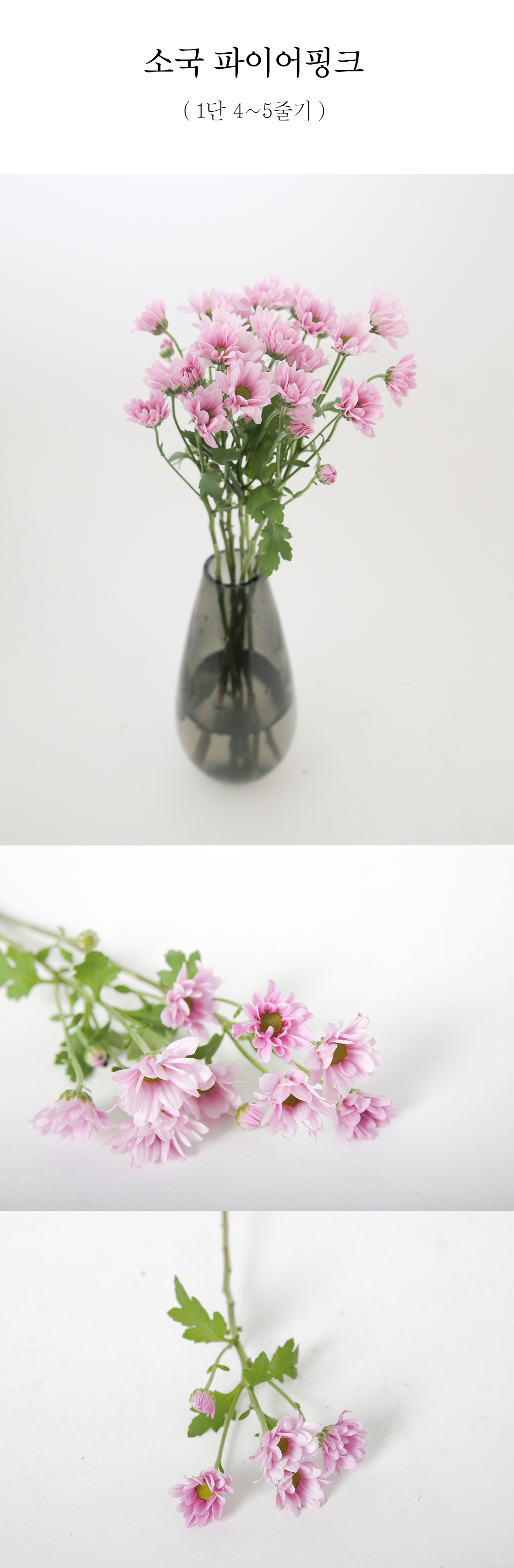  화려한 소국 파이어핑크 생화 1단
