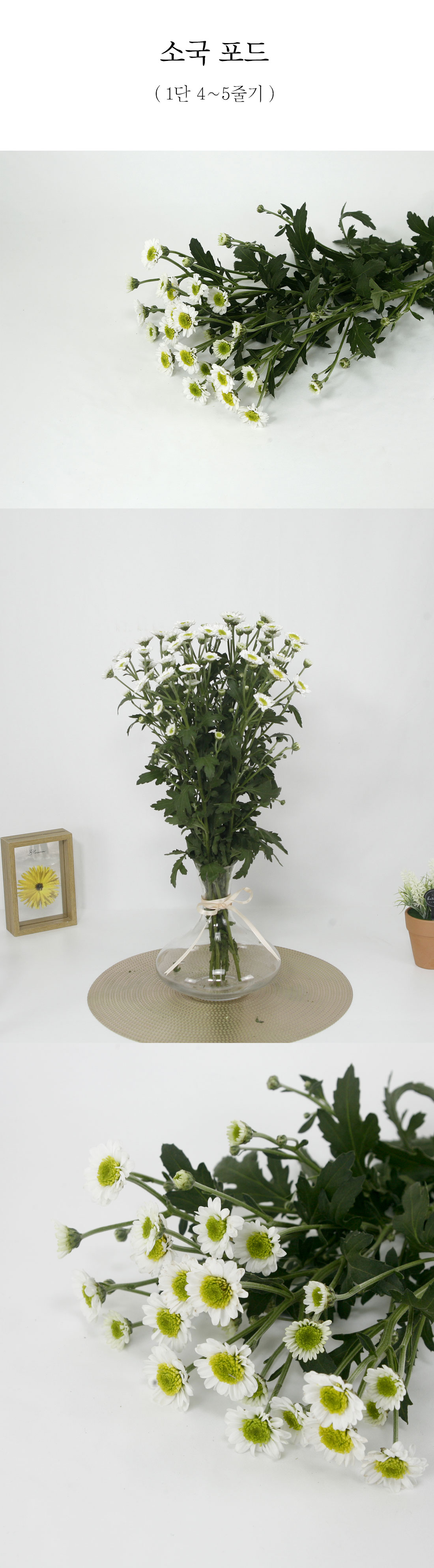  깔끔한 화이트 소국 포드 생화 1단단