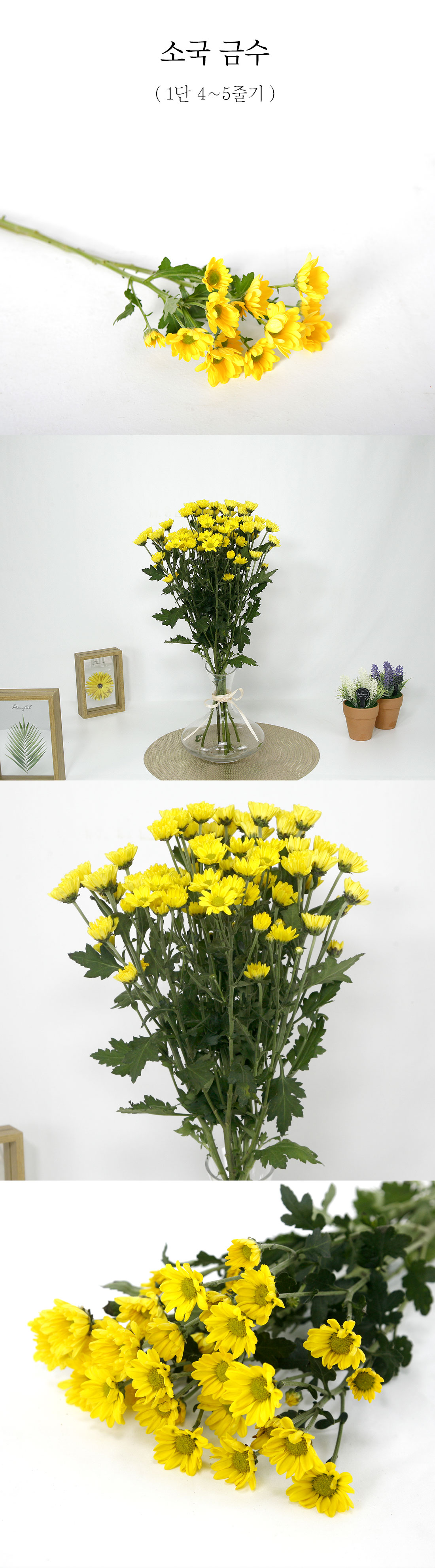  국산 소국 금수 생화 1단