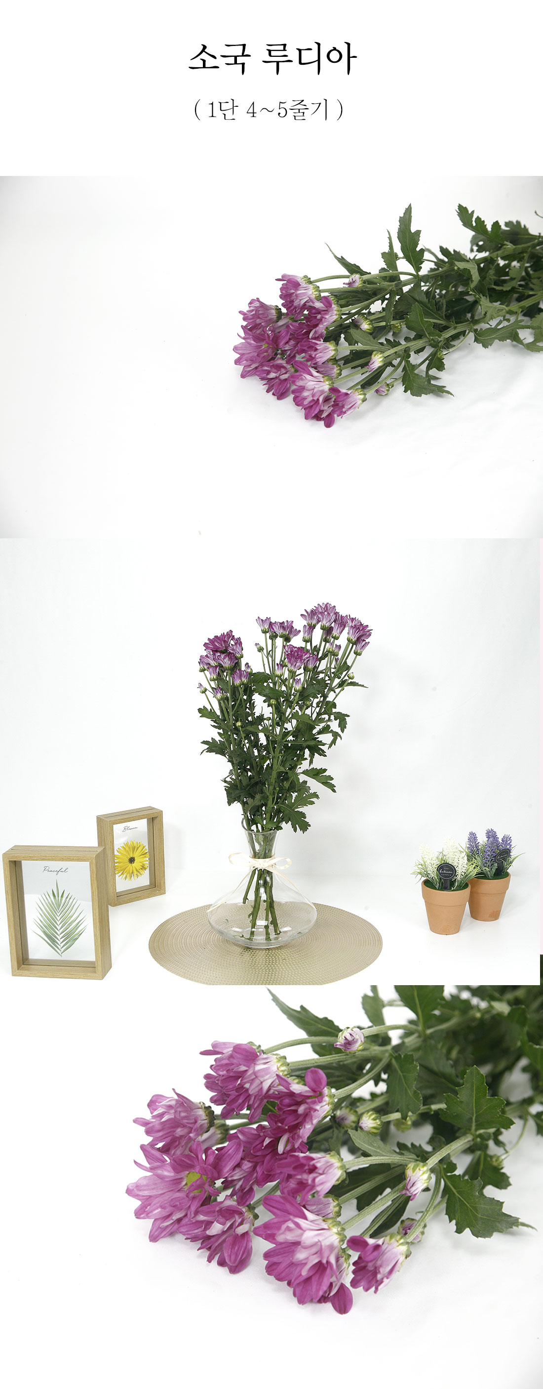  정갈한 소국 루디아 생화 1단