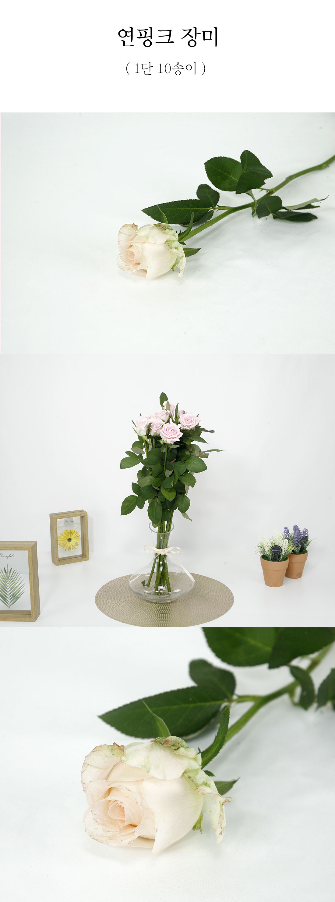  부드러운 연핑크장미 생화 1단