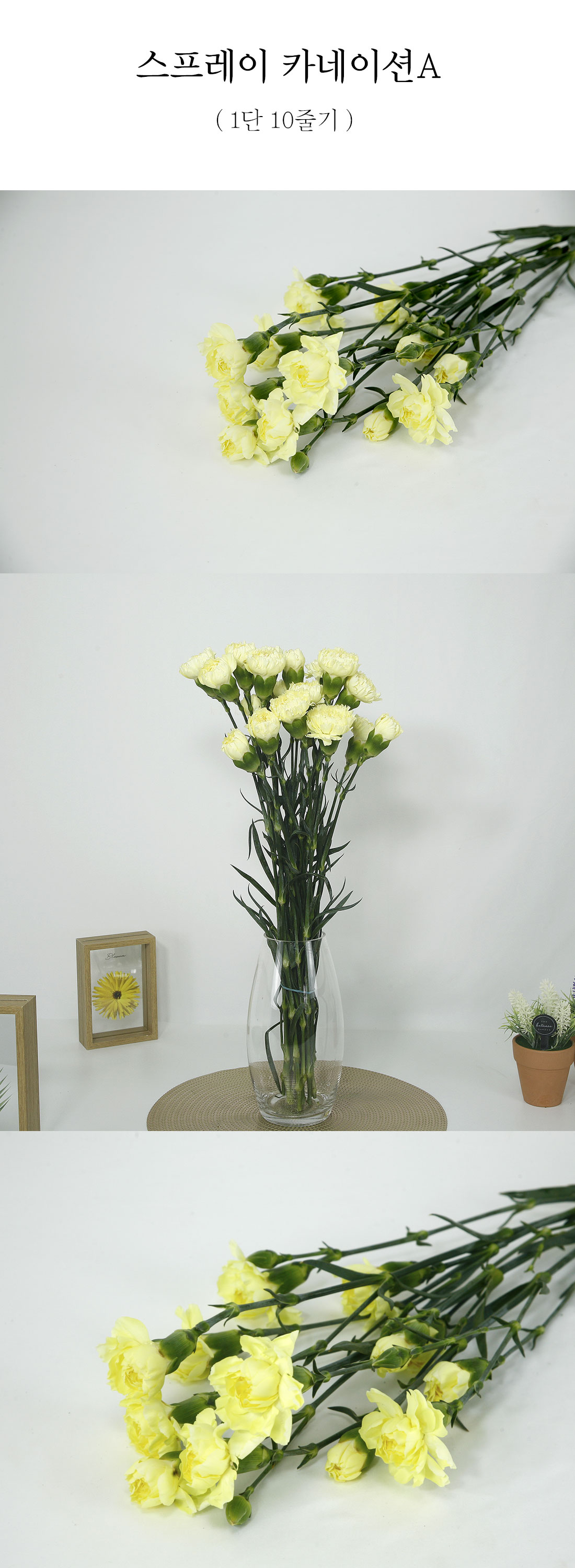  최상급 스프레이 카네이션A 1단