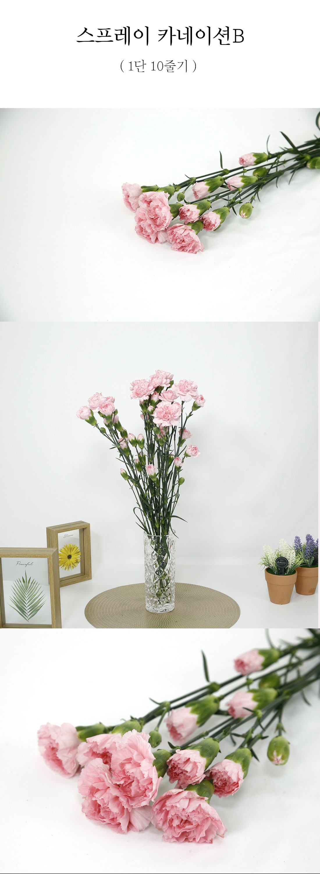  대중적인 스프레이 카네이션B 1단