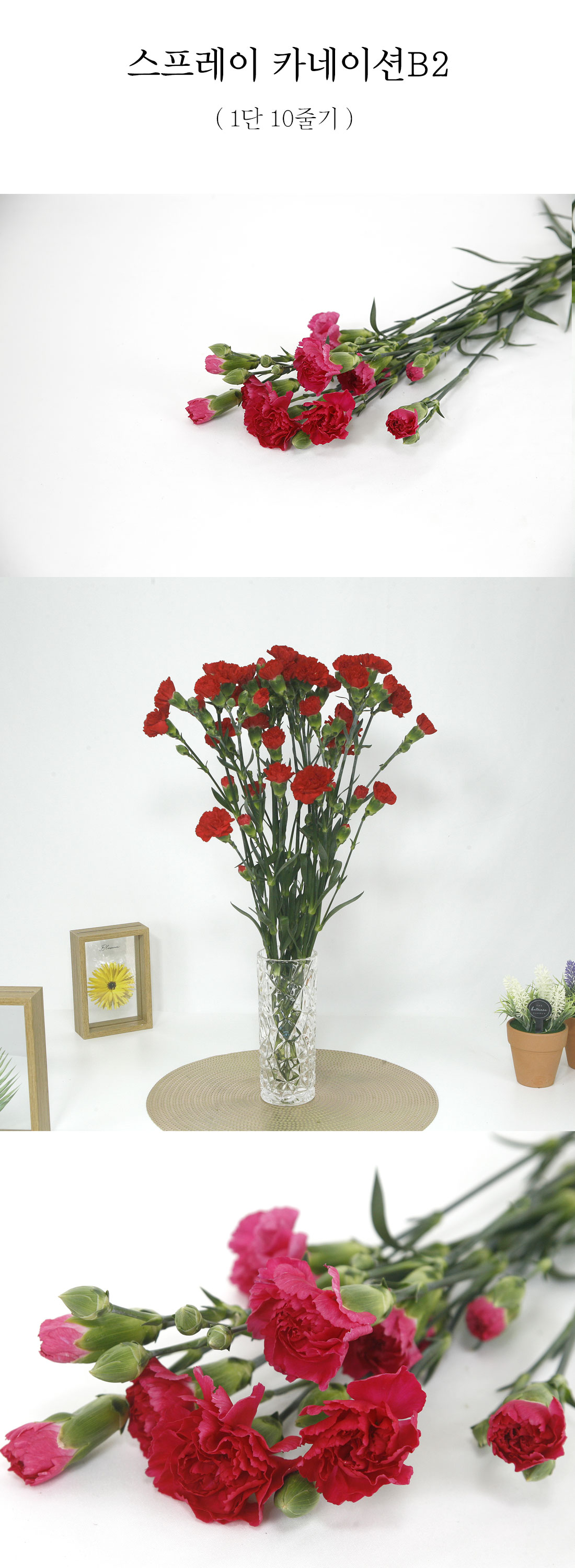  가성비 스프레이 카네이션B2 1단