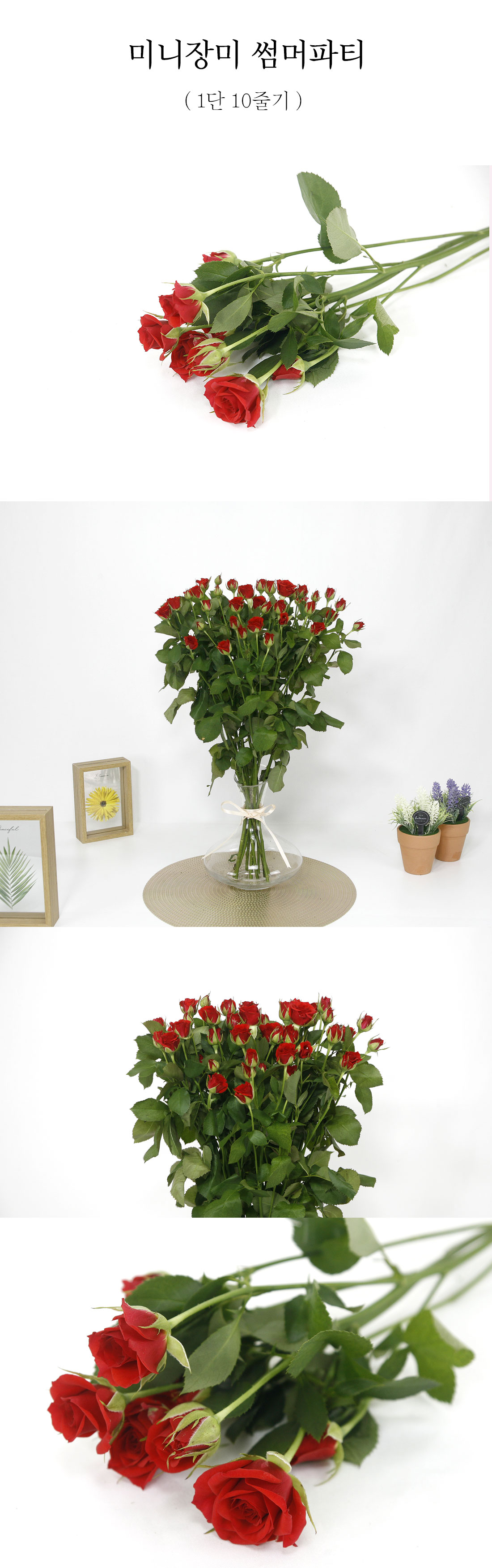  썸머파티 장미 생화 1단 10줄기
