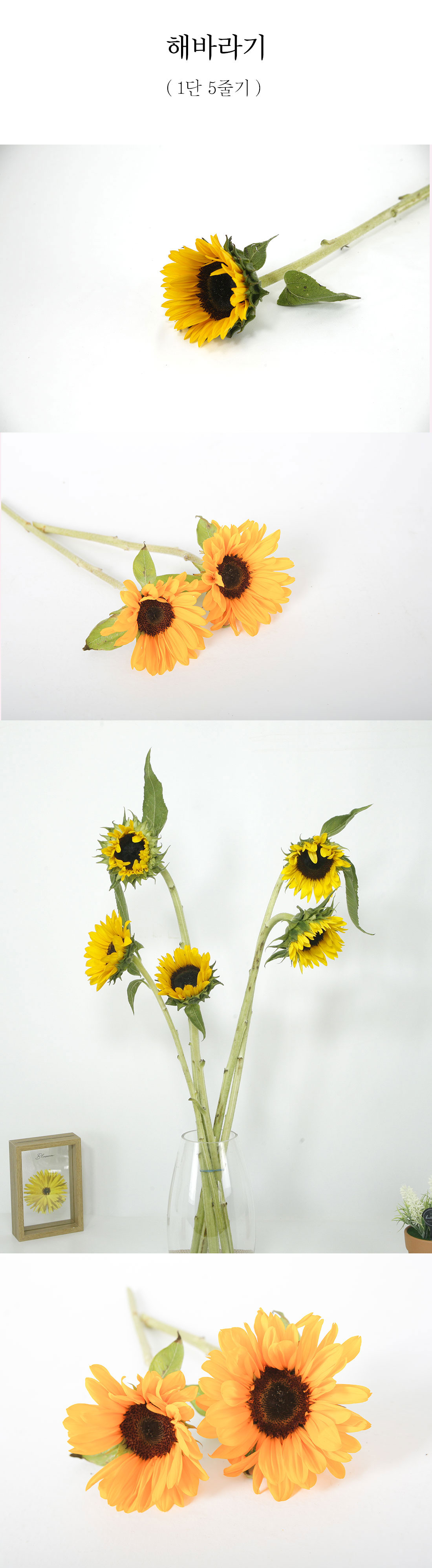  행운의 해바라기 생화 1단 5줄기