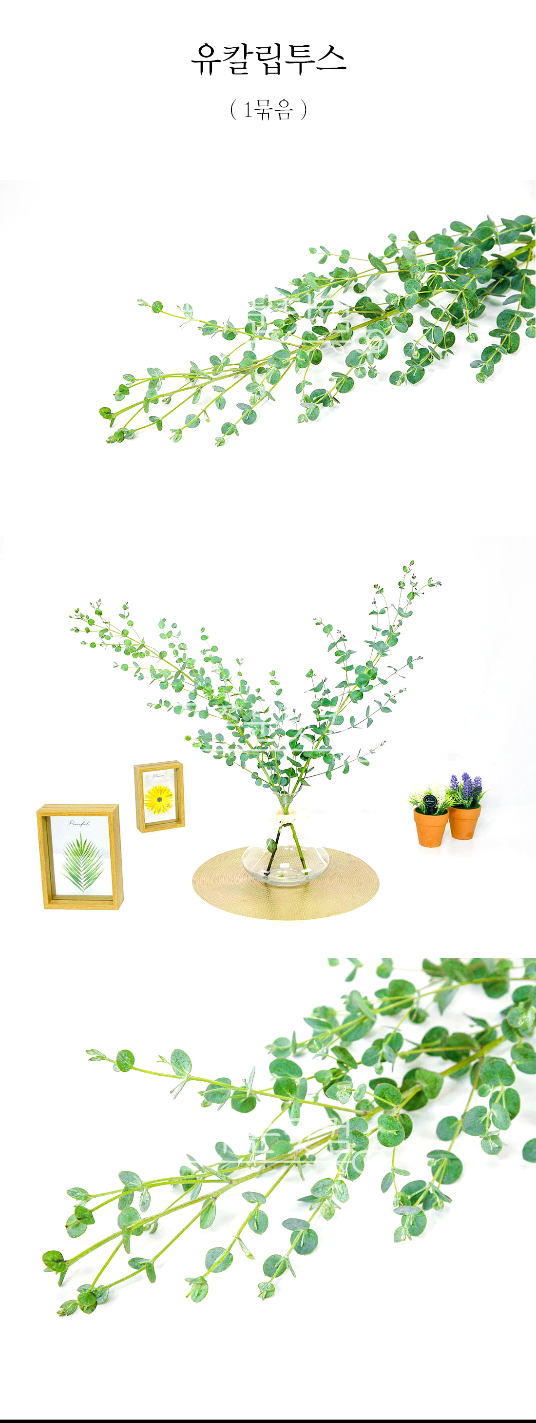  유칼립투스 생화 1묶음 전국 배송 비염에 좋은 향기 인테리어 소재