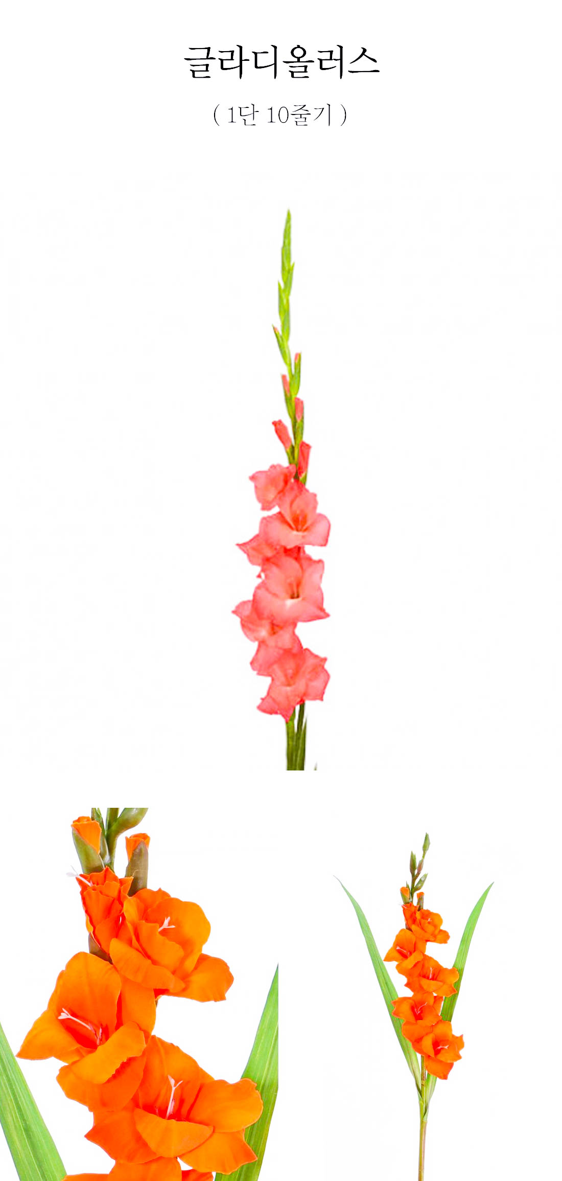 글라디올러스 생화 1단 전국 배송 수직 라인 꽃꽂이 여름 꽃추천