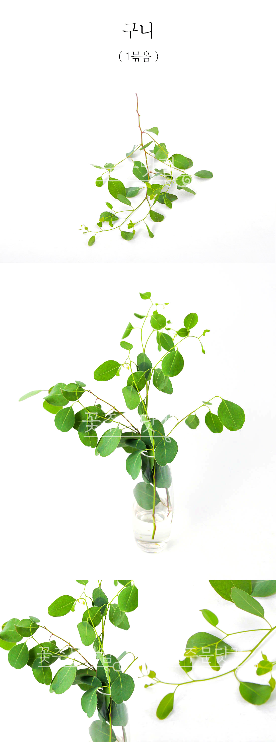  구니 유칼립투스 생화 1묶음 동글동글한 잎 전국 배송 인테리어