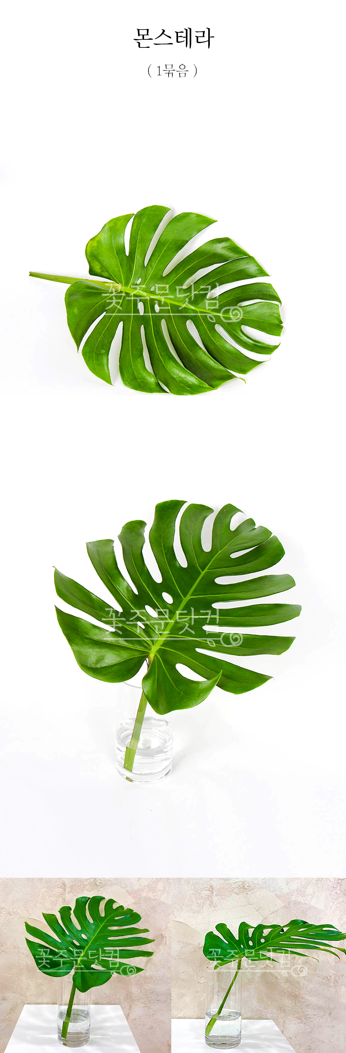  몬스테라 생화 잎 1묶음 전국 택배 배송 플랜테리어 수경재배 소재