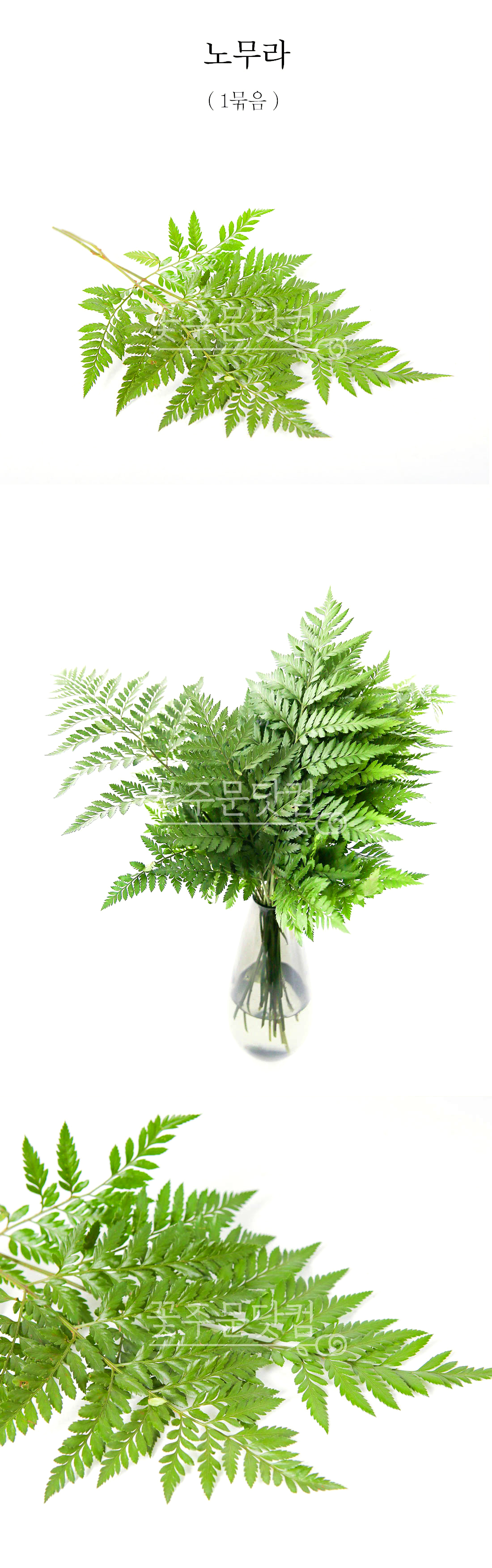 노무라 고사리 생화 1묶음 꽃바구니 제작 소재 전국 택배 신선 배송