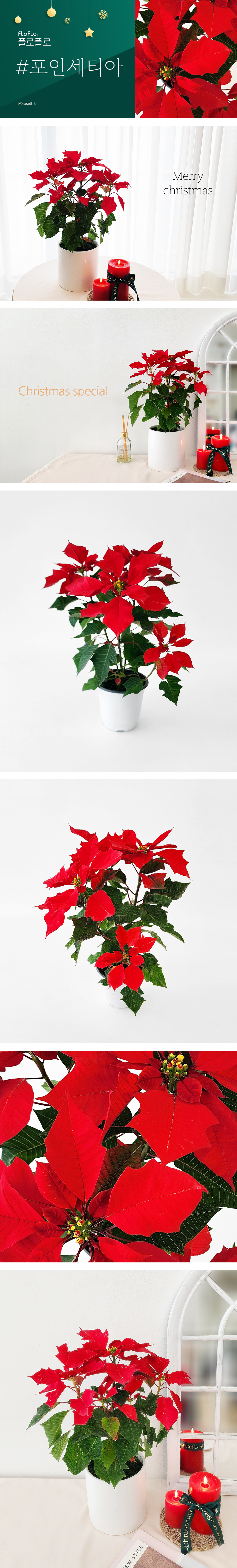 포인세티아 화분 레드 컬러 겨울 꽃 전국 택배 배송 개업 축하 선물