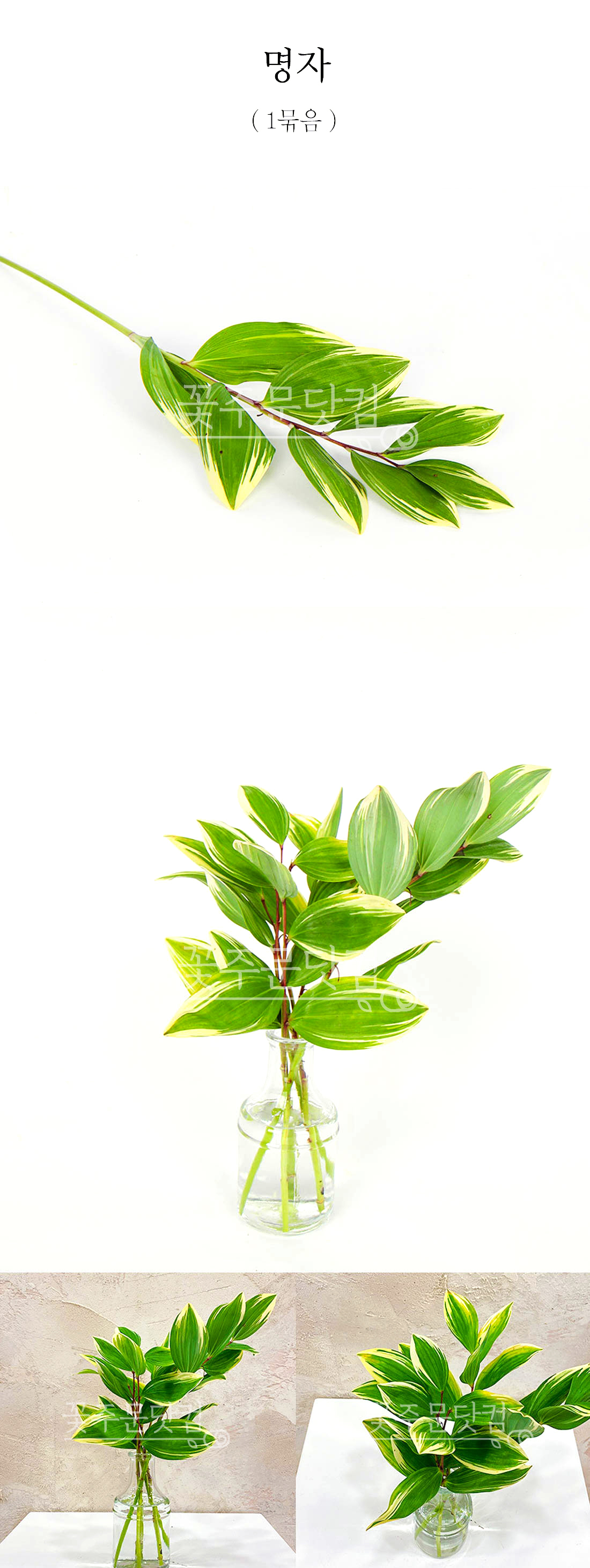 명자란(무늬둥글레) 생화 1묶음 - 단아한 동양미 소재