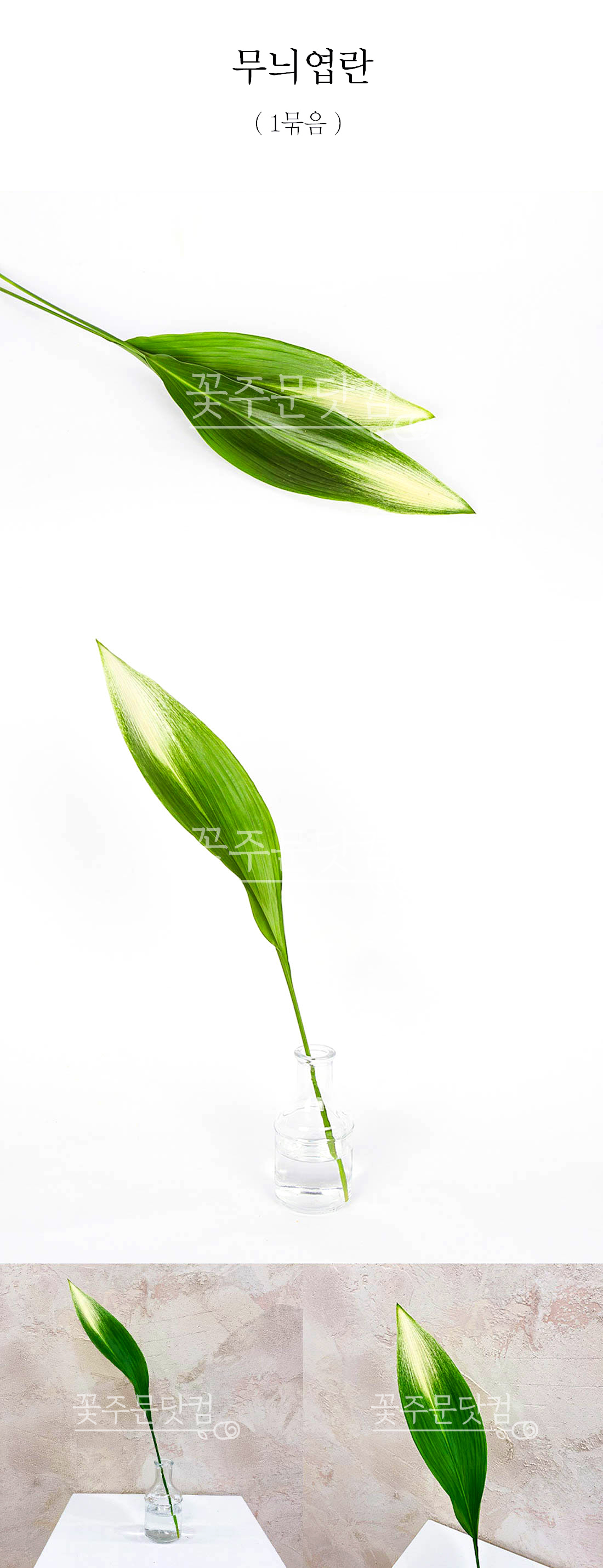  무늬엽란 생화 잎 1묶음 전국 배송 꽃바구니 안감 소재 고급 그린