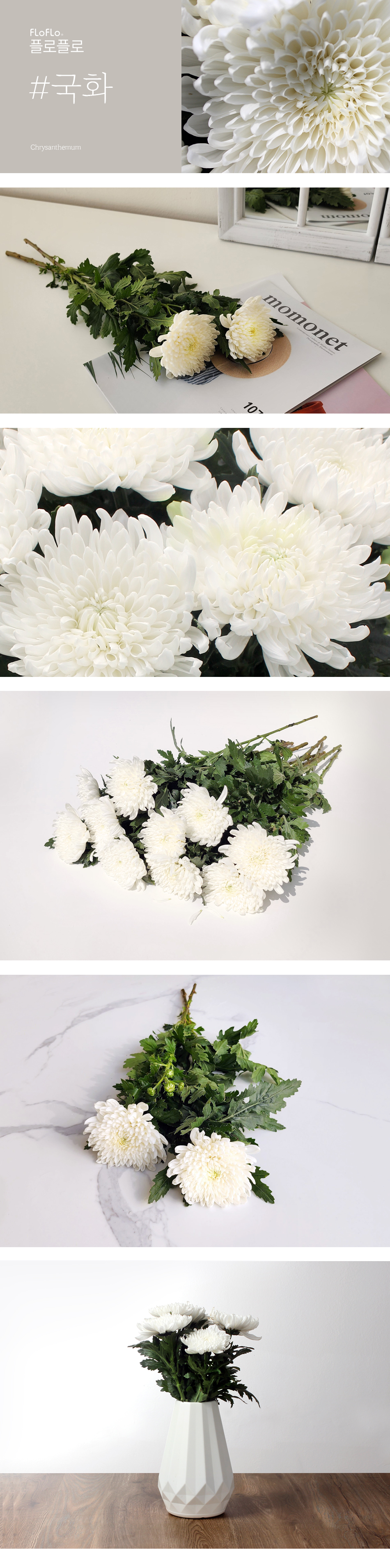 성묘용 흰국화 생화 1단 10줄기 전국 배송 우체국 택배 장례식 조문