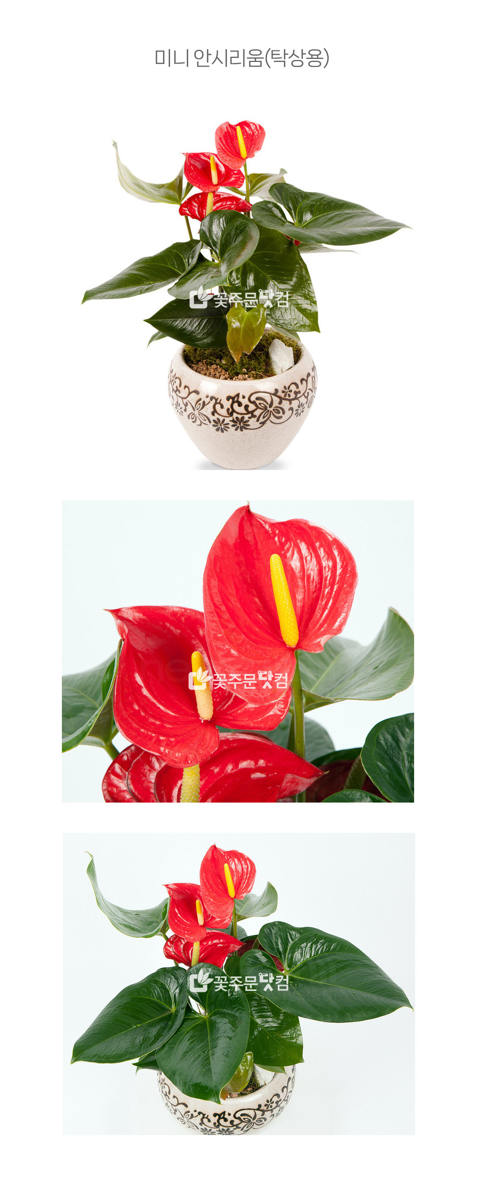 성수동 감성 카페 개업 화분 안시리움, 실내 공기정화 및 화사한 꽃화분