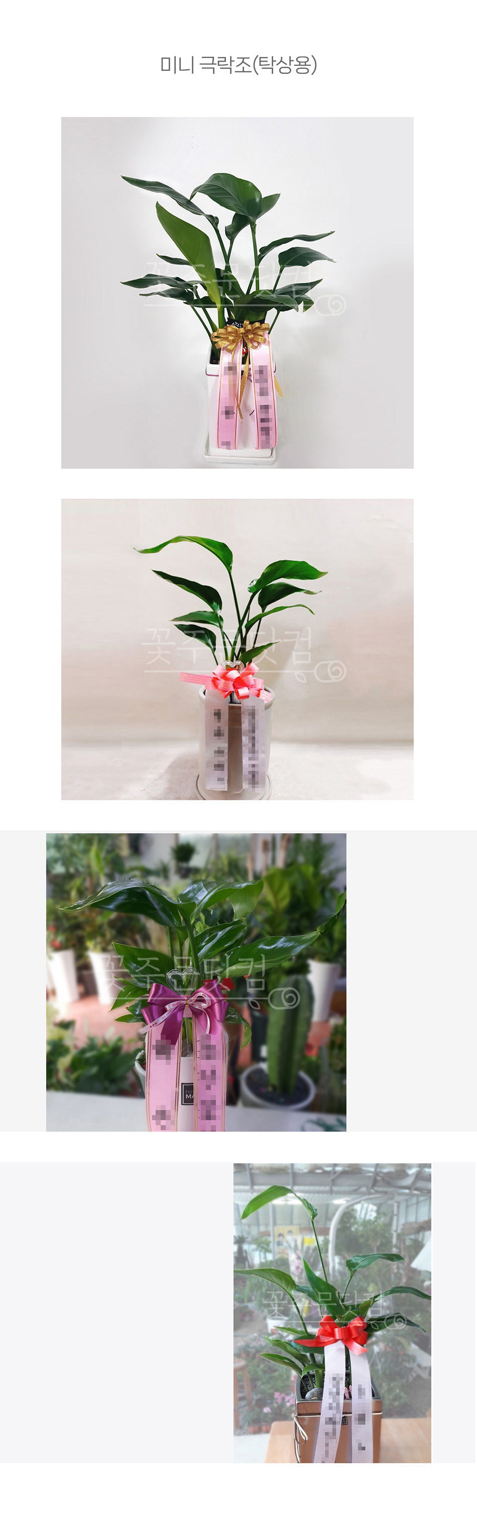 송도 청라 신도시 매장 개업 선물 미니 극락조(여인초), 인테리어 식물