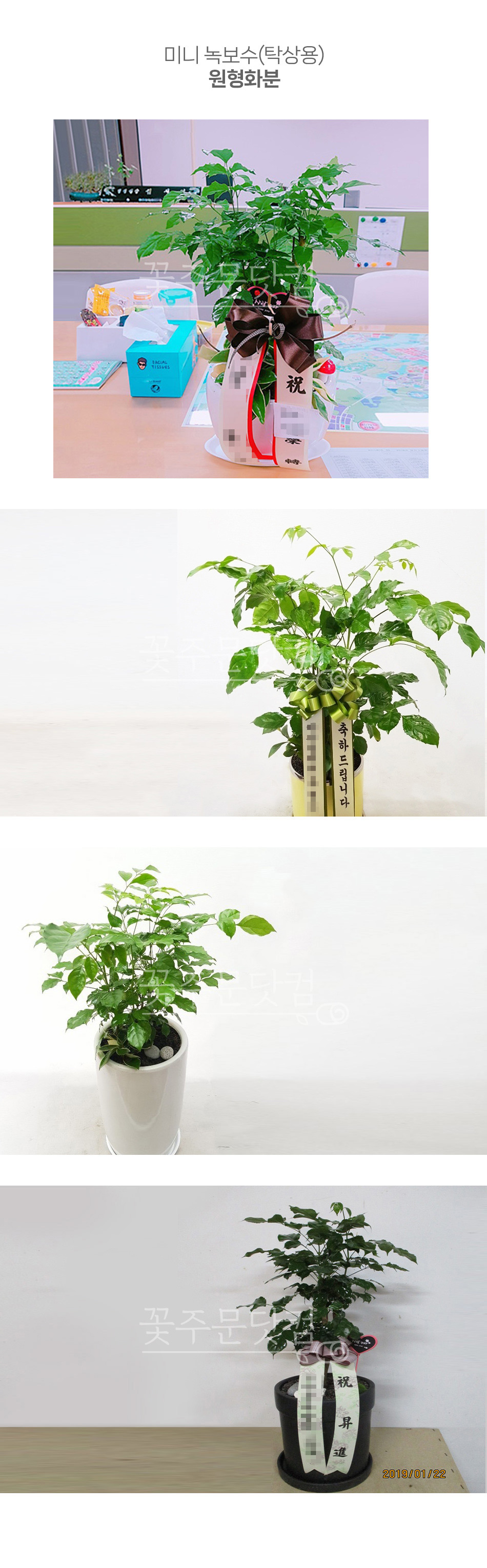 종로 을지로 사무실 이전 축하 행운의 보석나무 미니 녹보수 원형분 화분 배달