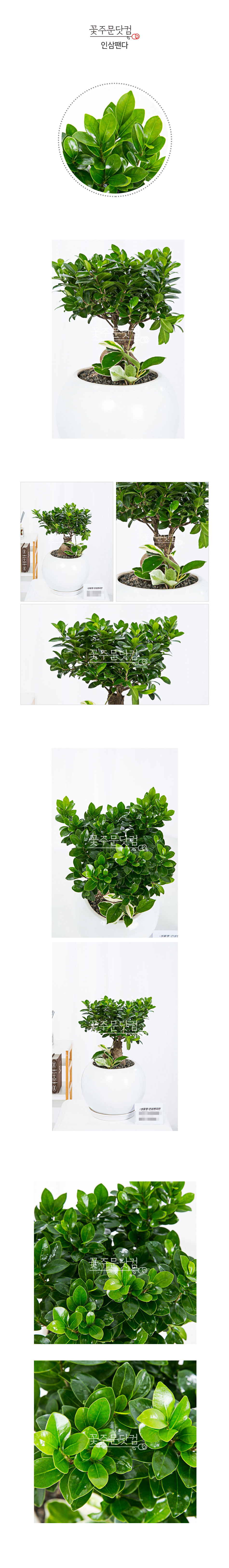 동대문 종로 상가 오픈 축하 인삼팬다 벤자민 화분, 오랫동안 사랑받는 선물