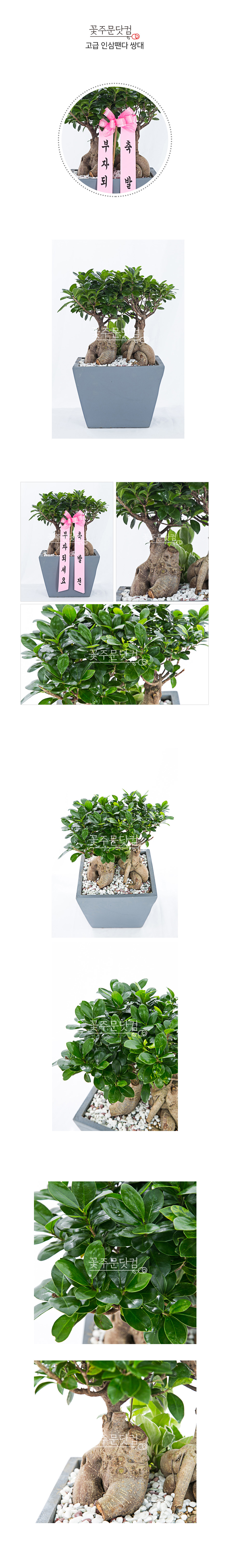 서초동 법조타운 영전 축하 선물 고급 미니 인삼팬다 쌍대 분재 화분