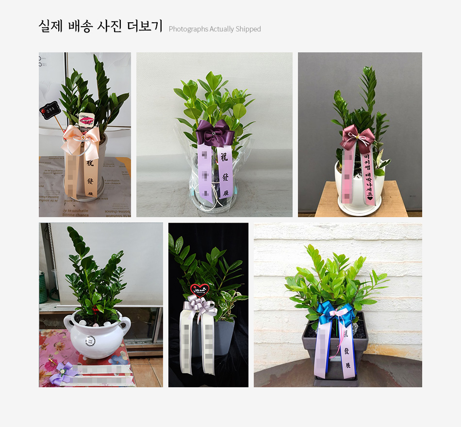 실제 배송 사진 보기:  전국 각 지역으로 배송된 금전수 탁상용 관엽 