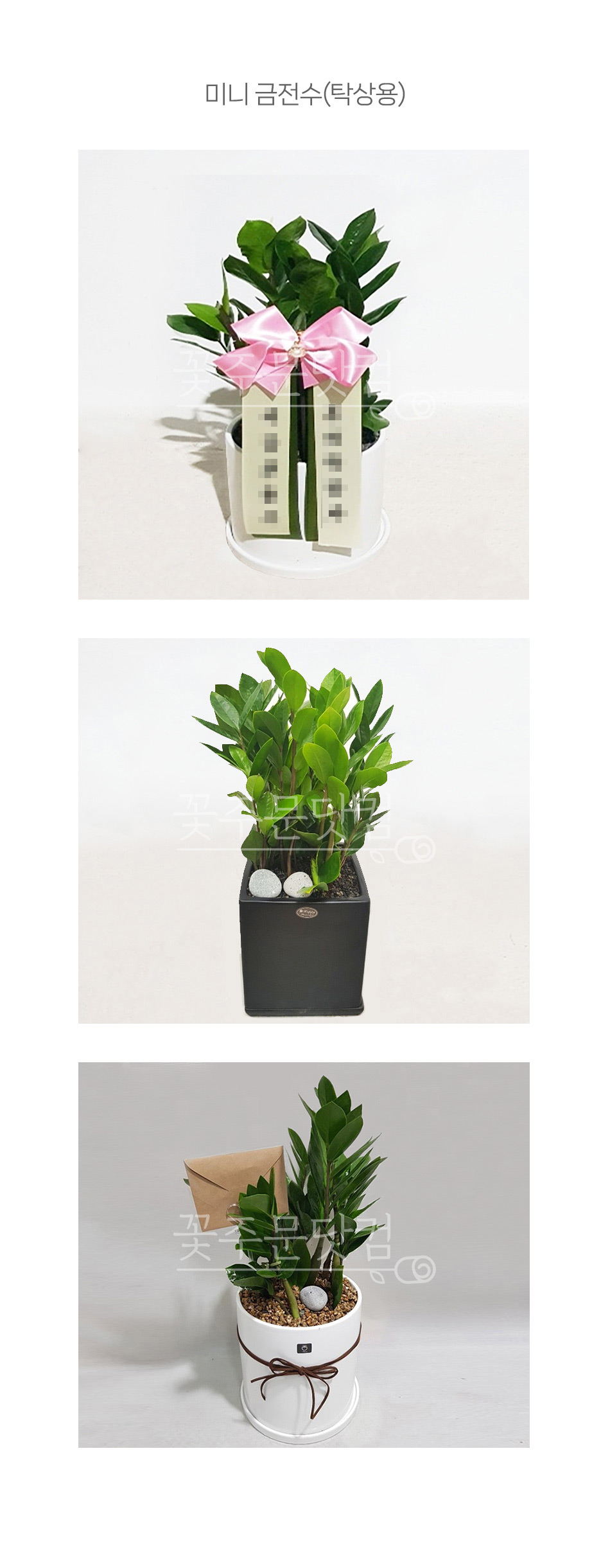 여의도 금융가 식당 개업 선물 돈나무 미니 금전수, 재물운 부르는 식물