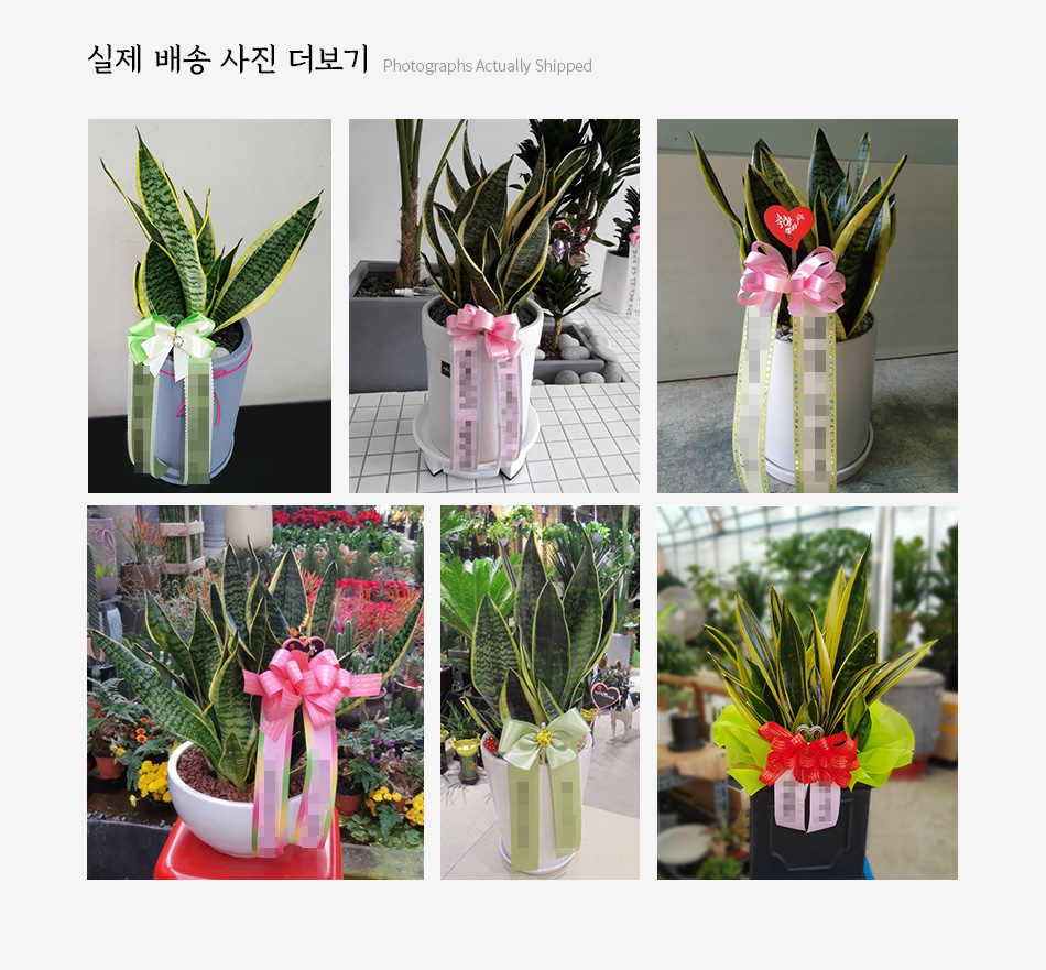 실제 배송 사진 보기:  전국 각 지역으로 배송된 산세베리아 탁상용 관엽 