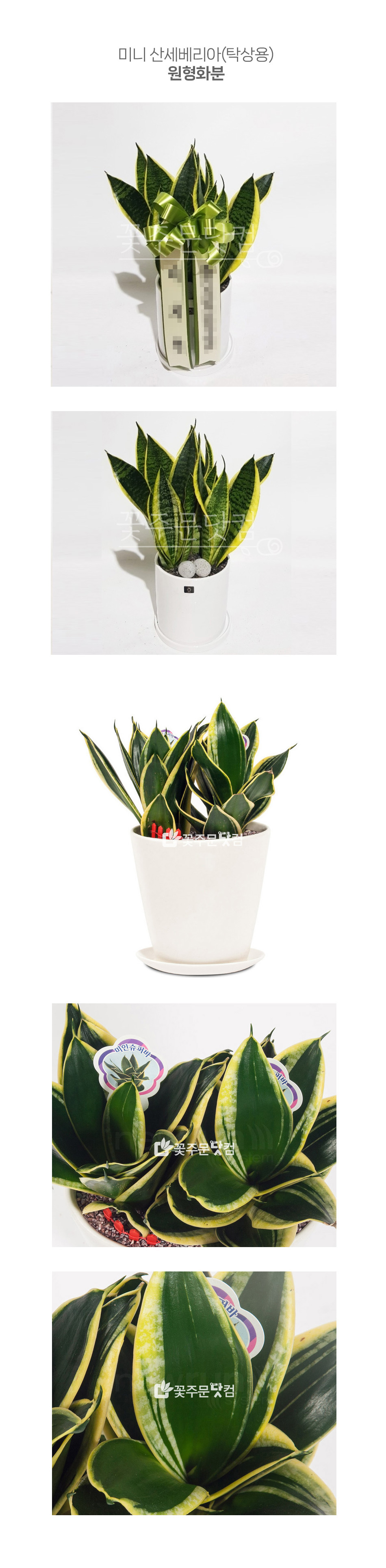 판교 테크노밸리 승진 축하 미니 산세베리아 (원형분), 관리가 쉬운 인테리어 화분