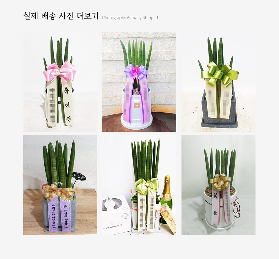 실제 배송 사진 보기:  전국 각 지역으로 배송된 스투키 탁상용 관엽 
