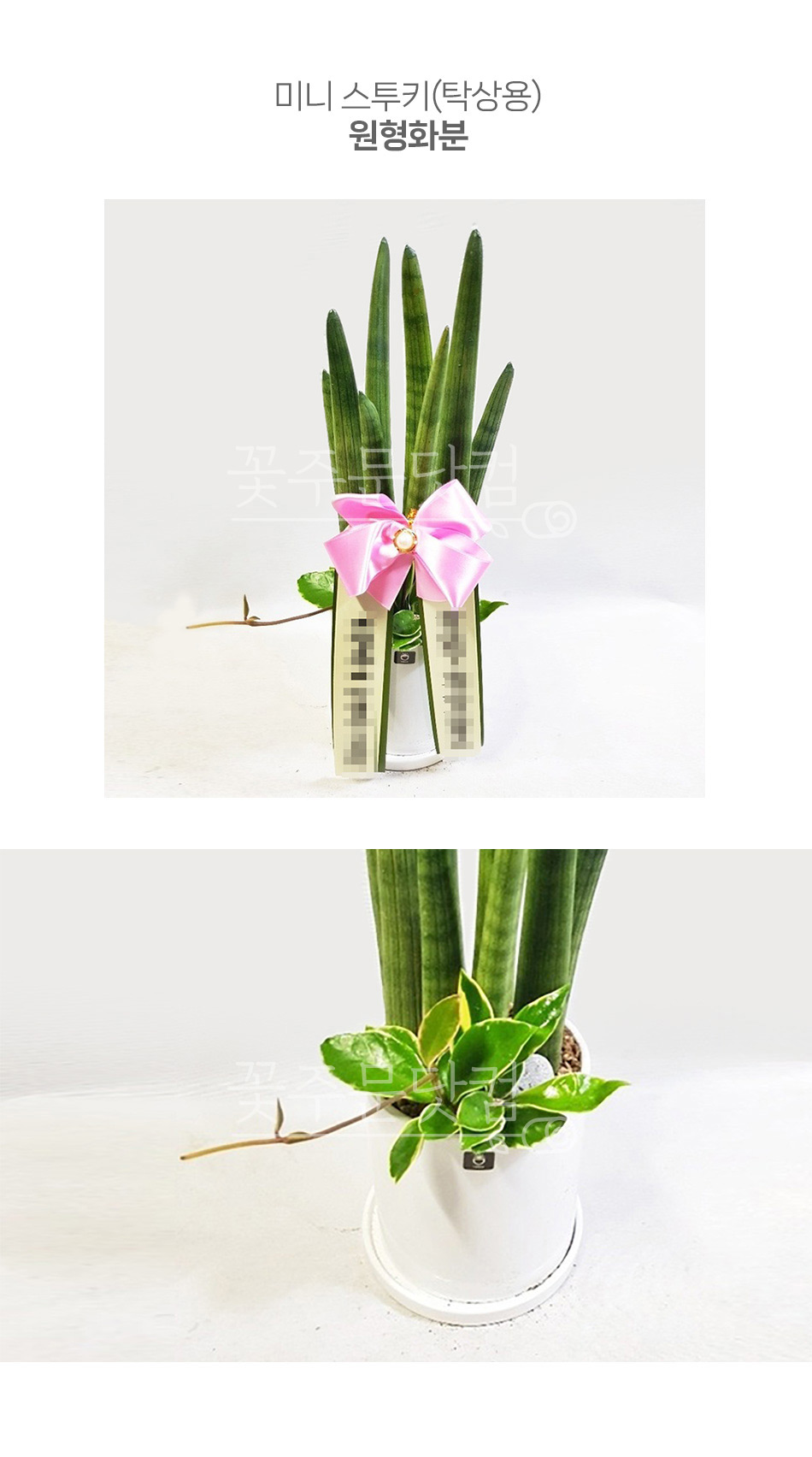 꽃주문닷컴 미니스투키(원형화분): 서울 강남, 여의도, 판교 등 비즈니스 지구 당일 배송. 사무실 책상 인테리어용 금전수, 스투키 등 미세먼지 제거 및 전자파 차단 공기정화식물 가이드 포함