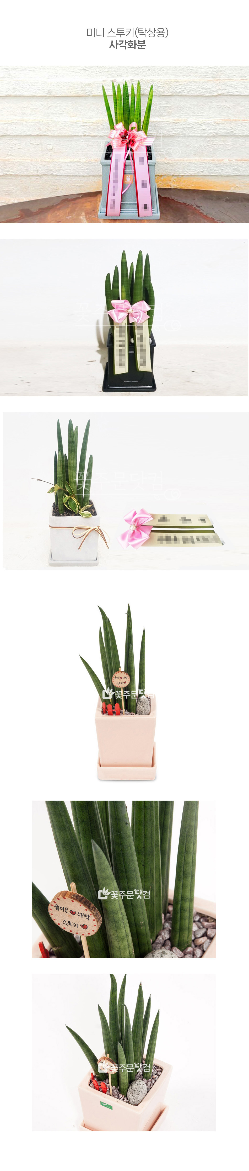 꽃주문닷컴 미니스투키(사각화분): 서울 강남, 여의도, 판교 등 비즈니스 지구 당일 배송. 사무실 책상 인테리어용 금전수, 스투키 등 미세먼지 제거 및 전자파 차단 공기정화식물 가이드 포함