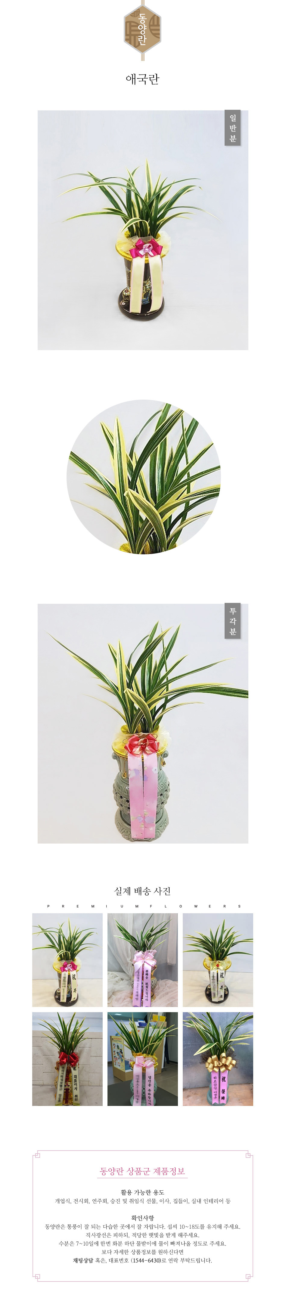 꽃주문닷컴 애국란 배달: 세종시 정부청사, 광화문, 서초동 법조타운 승진 및 취임 축하 명품 철골소심 당일 배송. 비즈니스 인사 시즌 전문 동양란 배달 서비스 및 상품 상세 관리법 안내