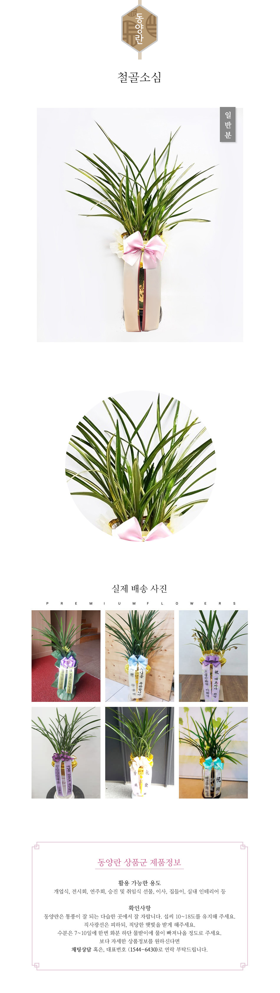 꽃주문닷컴 철골소심 배달: 세종시 정부청사, 광화문, 서초동 법조타운 승진 및 취임 축하 명품 철골소심 당일 배송. 비즈니스 인사 시즌 전문 동양란 배달 서비스 및 상품 상세 관리법 안내