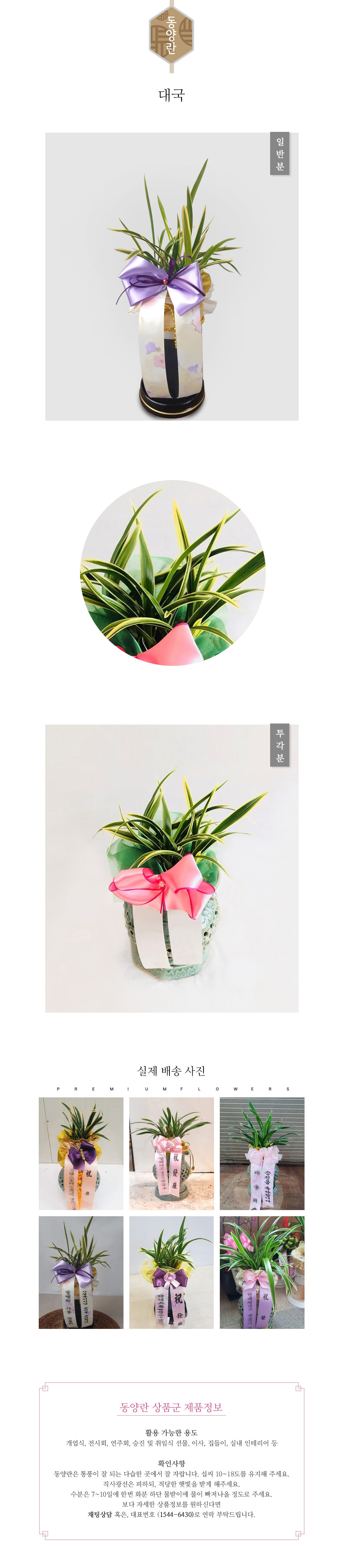 꽃주문닷컴 대국 배달: 세종시 정부청사, 광화문, 서초동 법조타운 승진 및 취임 축하 명품 철골소심 당일 배송. 비즈니스 인사 시즌 전문 동양란 배달 서비스 및 상품 상세 관리법 안내