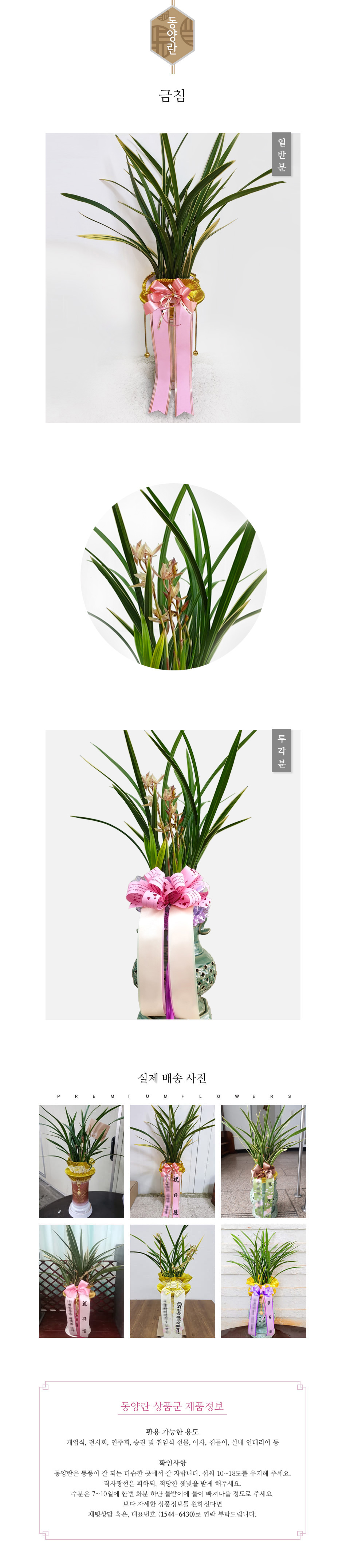 꽃주문닷컴 금침 배달: 세종시 정부청사, 광화문, 서초동 법조타운 승진 및 취임 축하 명품 철골소심 당일 배송. 비즈니스 인사 시즌 전문 동양란 배달 서비스 및 상품 상세 관리법 안내