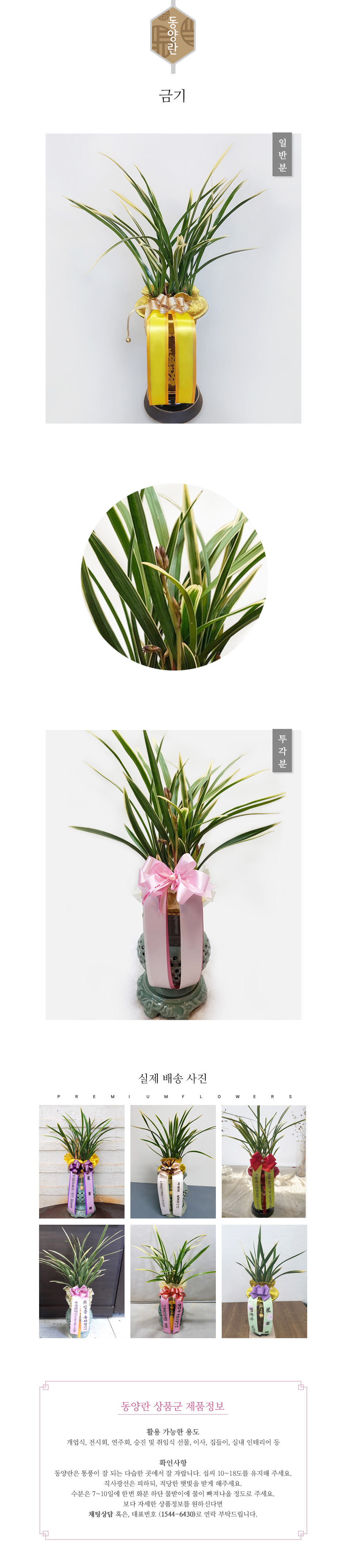 꽃주문닷컴 금기 배달: 세종시 정부청사, 광화문, 서초동 법조타운 승진 및 취임 축하 명품 철골소심 당일 배송. 비즈니스 인사 시즌 전문 동양란 배달 서비스 및 상품 상세 관리법 안내