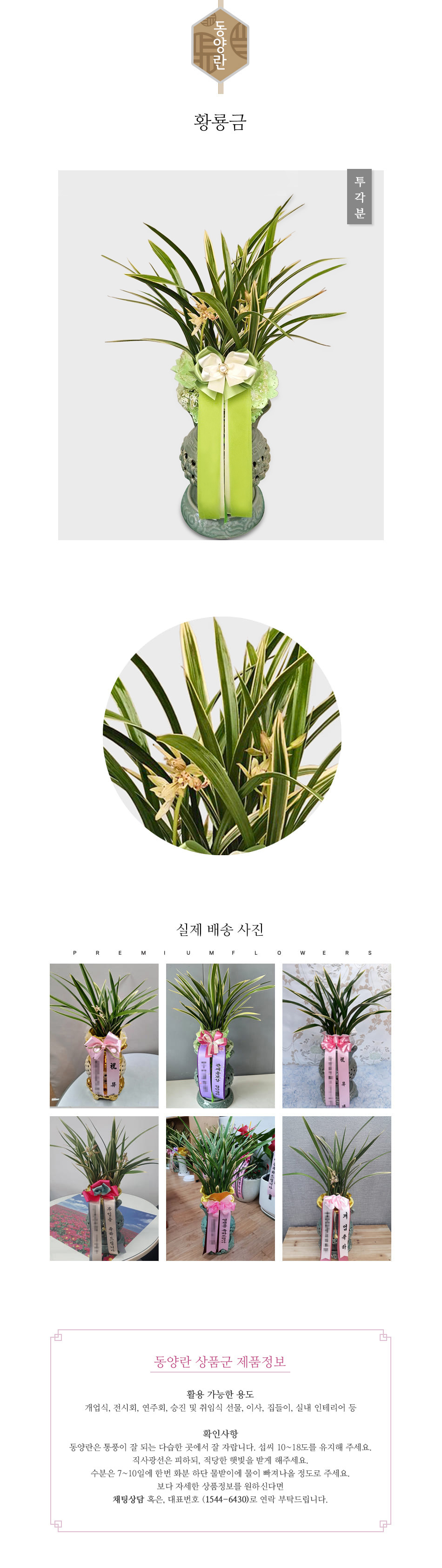 꽃주문닷컴 황룡금 투각분 배달: 세종시 정부청사, 광화문, 서초동 법조타운 승진 및 취임 축하 명품 철골소심 당일 배송. 비즈니스 인사 시즌 전문 동양란 배달 서비스 및 상품 상세 관리법 안내