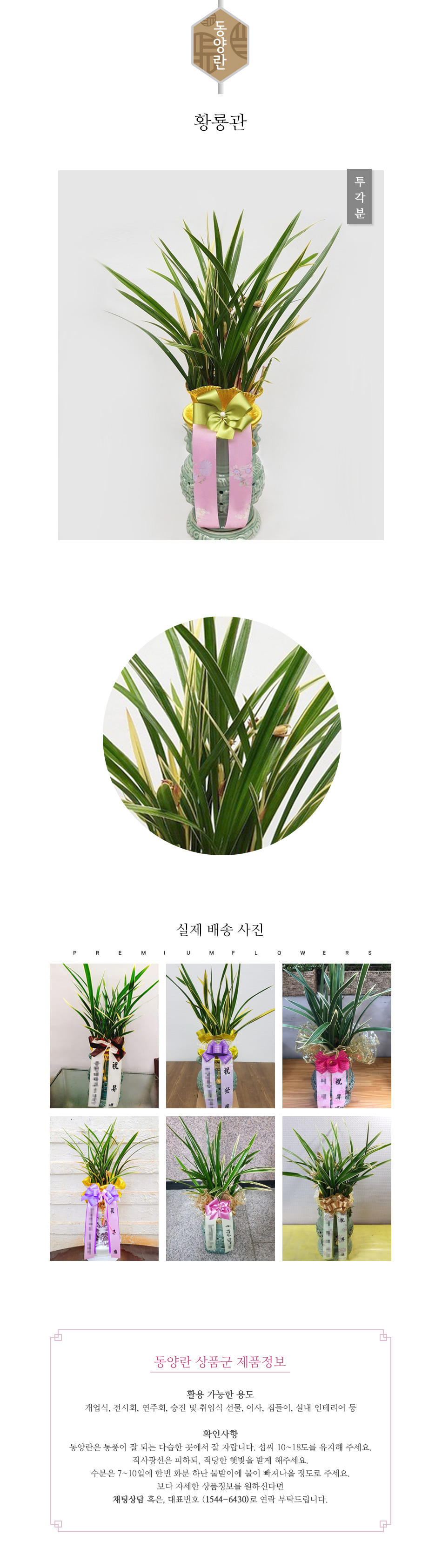 꽃주문닷컴 황룡관 배달: 세종시 정부청사, 광화문, 서초동 법조타운 승진 및 취임 축하 명품 철골소심 당일 배송. 비즈니스 인사 시즌 전문 동양란 배달 서비스 및 상품 상세 관리법 안내