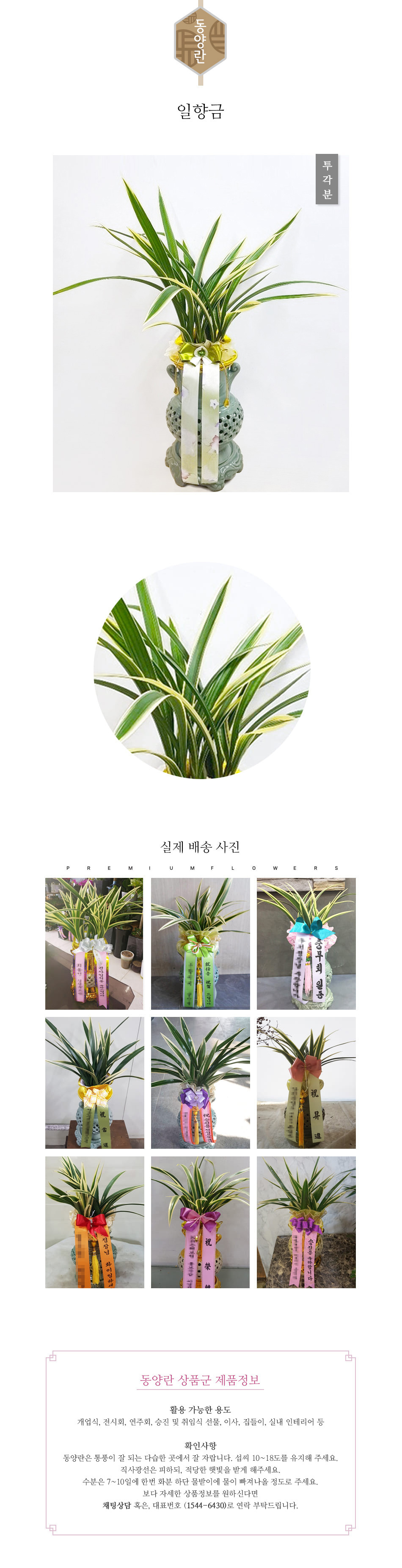 꽃주문닷컴 일향금 배달: 세종시 정부청사, 광화문, 서초동 법조타운 승진 및 취임 축하 명품 철골소심 당일 배송. 비즈니스 인사 시즌 전문 동양란 배달 서비스 및 상품 상세 관리법 안내