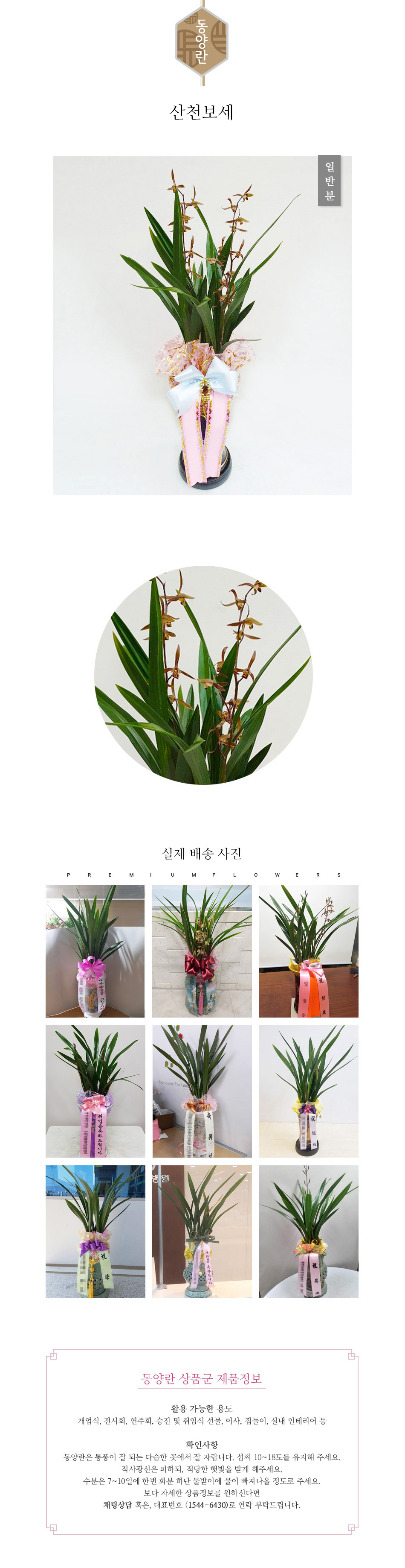 꽃주문닷컴 산천보세 배달: 세종시 정부청사, 광화문, 서초동 법조타운 승진 및 취임 축하 명품 철골소심 당일 배송. 비즈니스 인사 시즌 전문 동양란 배달 서비스 및 상품 상세 관리법 안내