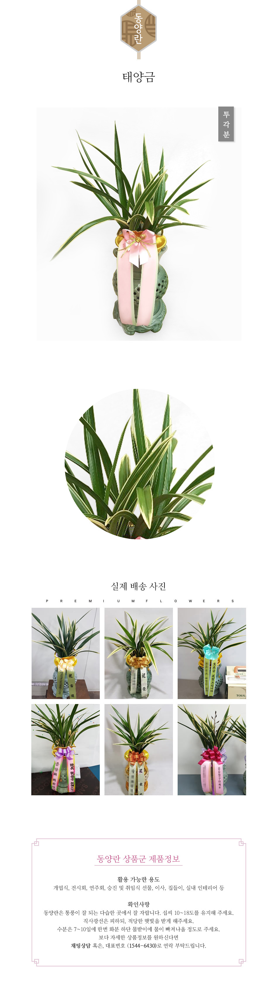 꽃주문닷컴 태양금 배달: 세종시 정부청사, 광화문, 서초동 법조타운 승진 및 취임 축하 명품 철골소심 당일 배송. 비즈니스 인사 시즌 전문 동양란 배달 서비스 및 상품 상세 관리법 안내