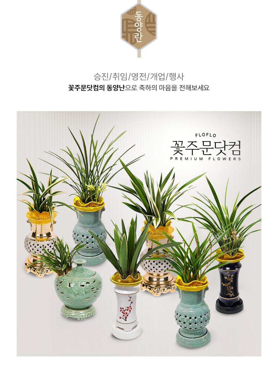 꽃주문닷컴 명품 동양란 배달 서비스 - 전국 3시간 당일 배송, 승진 및 취임 축하 리본 무료