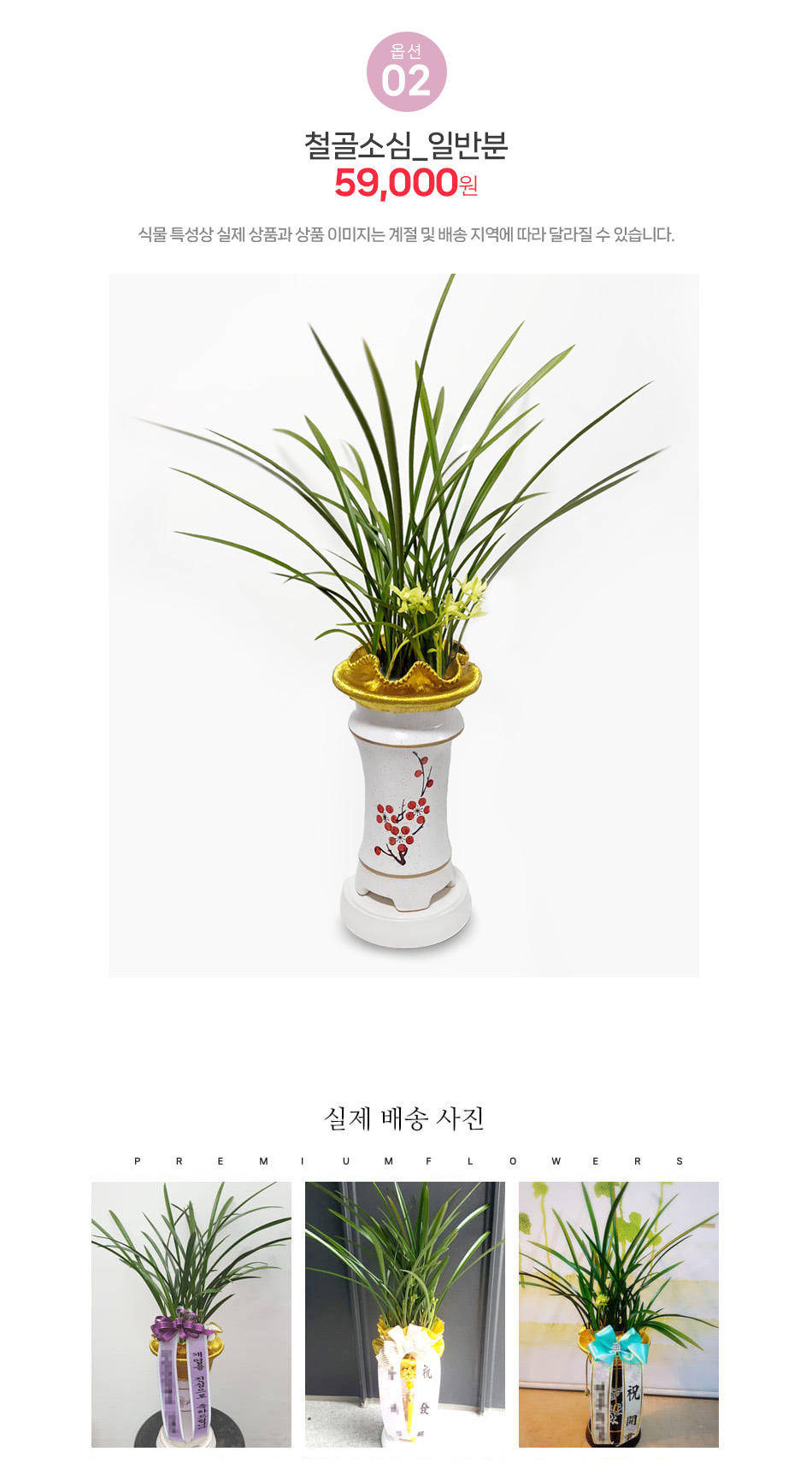 철골소심 동양란 - 단아한 자태와 은은한 향기, 영전 및 취임 선물용 사군자 화분