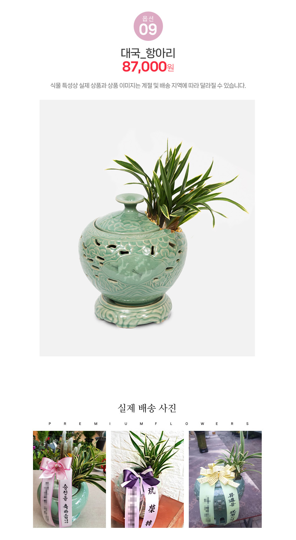 대국 항아리분 - 웅장한 대국 품종과 전통 항아리 화분의 조화, 대형 사무실 인테리어 화분