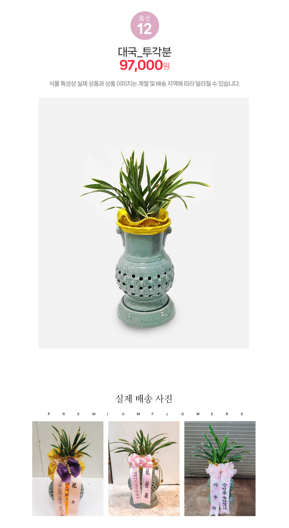 대국 투각분 동양란 - 웅장하고 기품 있는 자태의 명품란, 신규 사옥 이전 및 개업 축하용 대형 동양란 화분