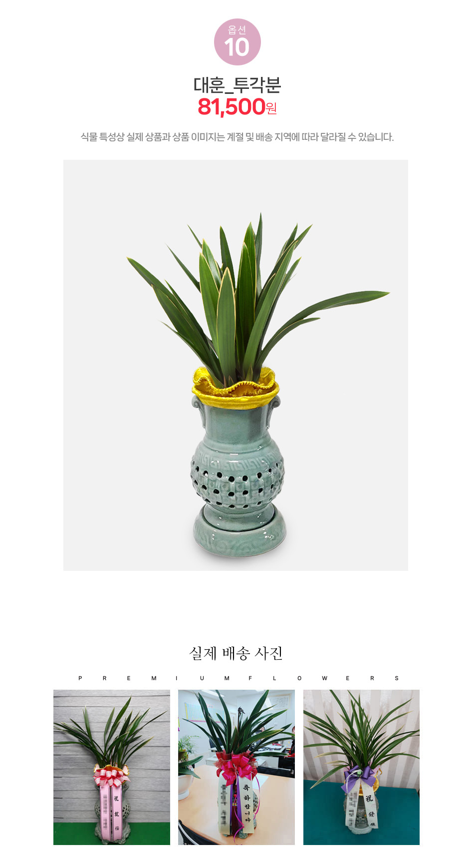 대훈 투각분 동양란 배달 - 넓고 힘찬 잎의 기개가 돋보이는 고품격 승진 축하화분, 영전 및 취임 선물 추천