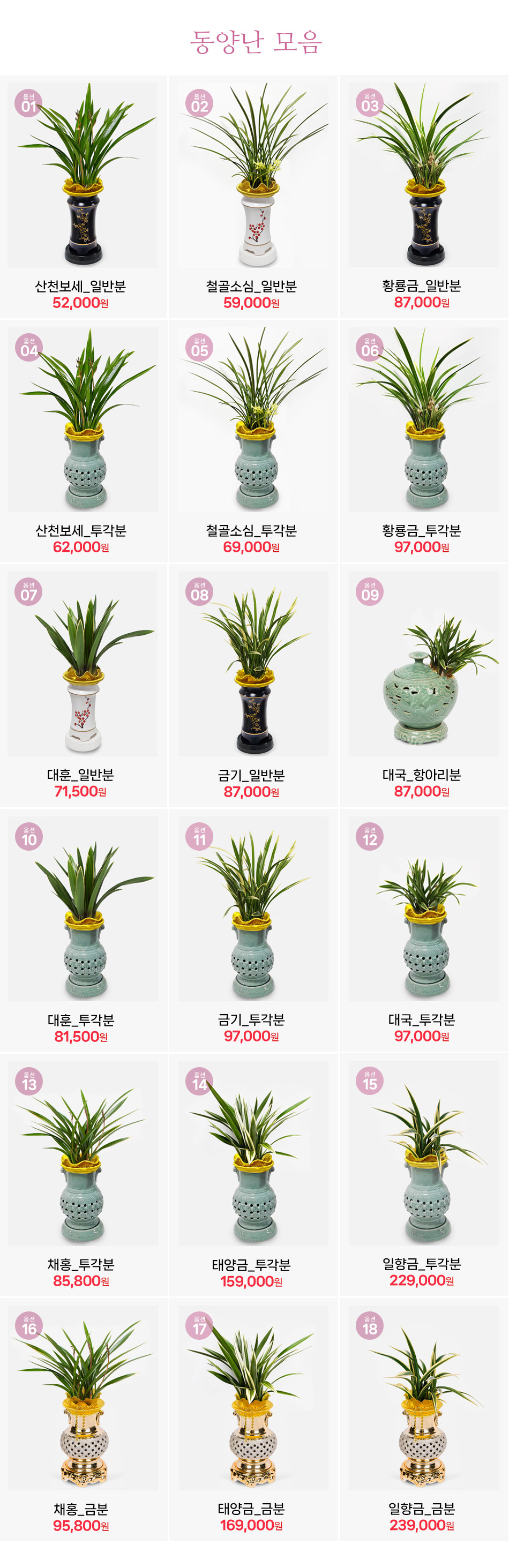 동양란 종류 안내 - 산천보세, 철골소심, 황룡금, 대국, 대훈 등 인기 품종 총집합