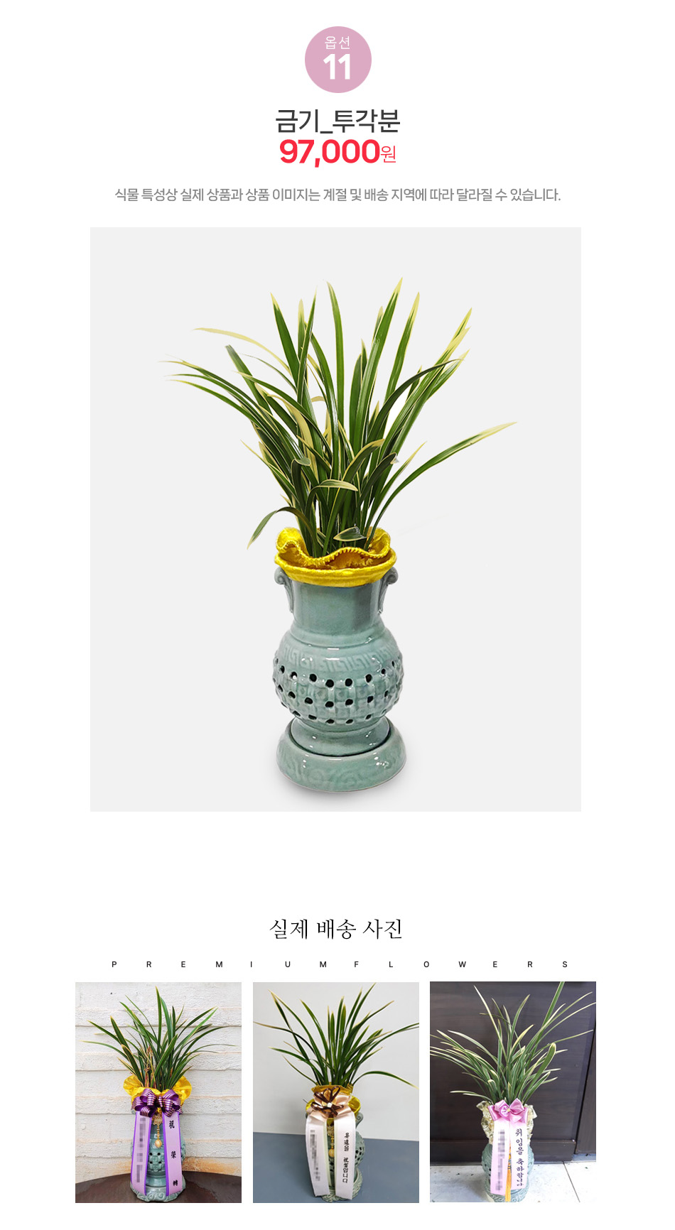 금기 투각분 동양란 - 선명한 황금빛 무늬가 아름다운 희귀 품종, 기업체 임원 승진 및 특별한 분을 위한 예우 선물