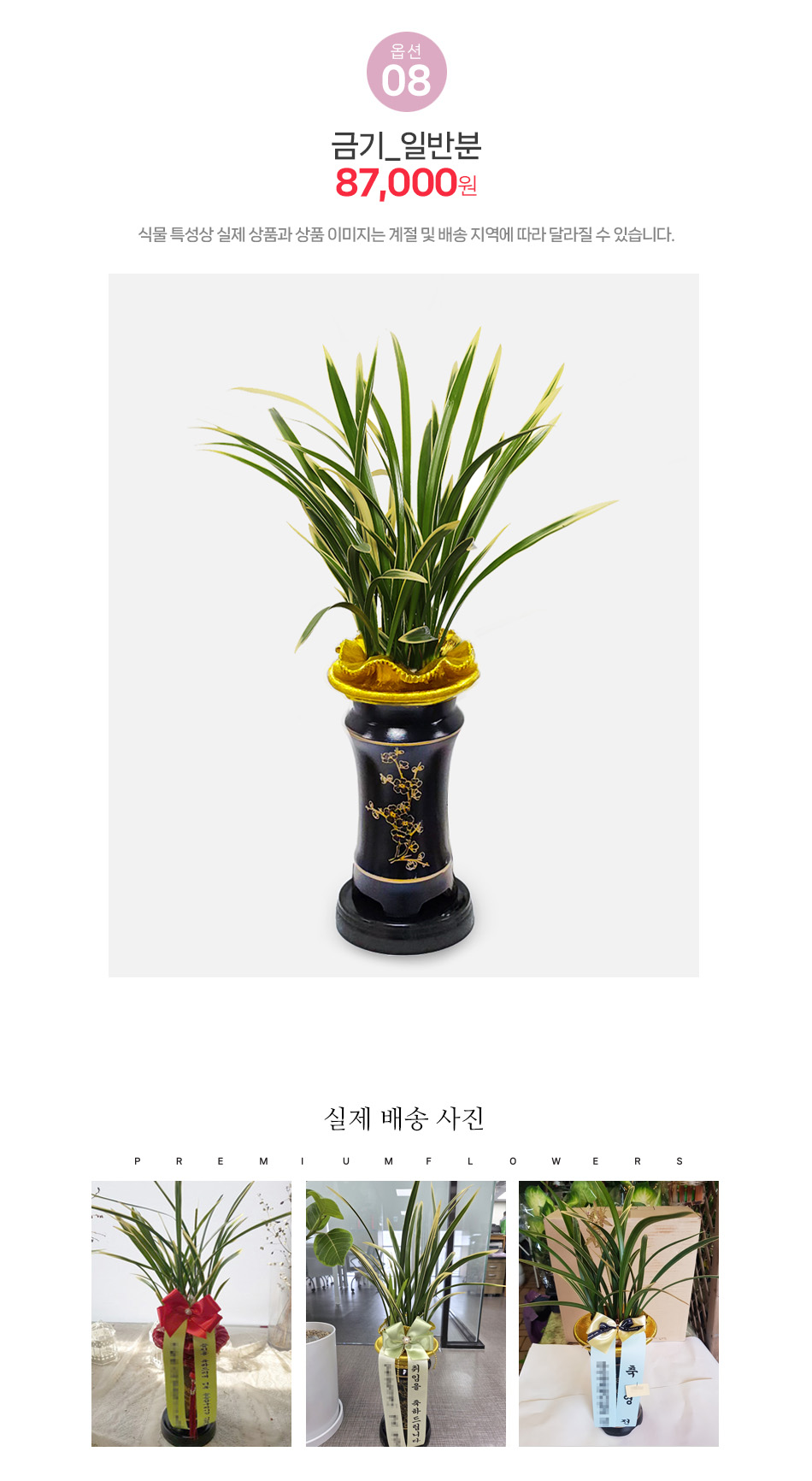 금기 동양란 - 선명한 무늬가 아름다운 희귀 품종, 특별한 분을 위한 고품격 서양란 선물