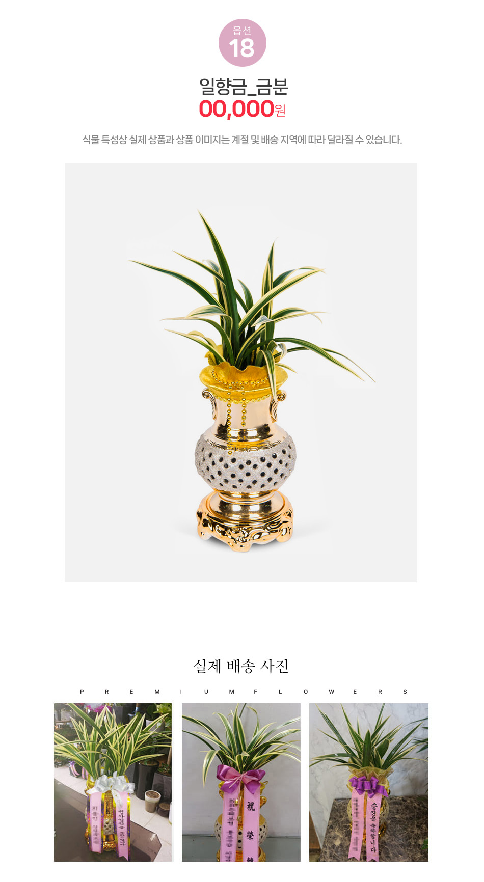 일향금 금분 - 품격의 정점, 금분 세트 동양란 배달 서비스 - 꽃주문닷컴 명품 시리즈